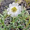 Cerastio (Field Chickweed) - introduced